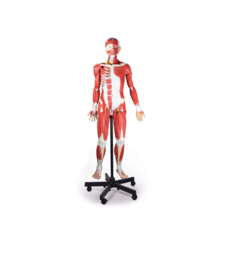 Muskelfigur – 32 - teiliges Anatomiemodell, 2/3 Lebensgröße - Erler - Zimmer